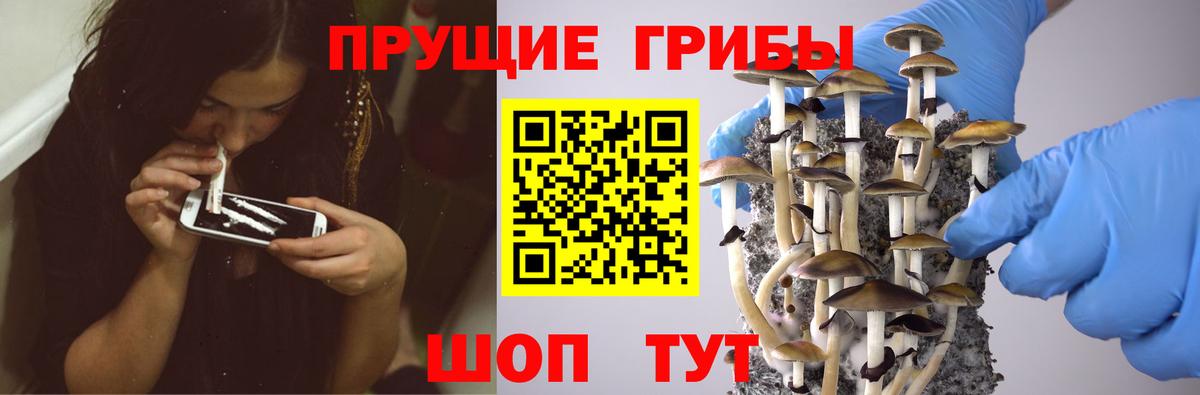 Псилоцибиновые грибы мухоморы  Псилоцибиновые грибы GOLDEN TEACHER  Бийск 